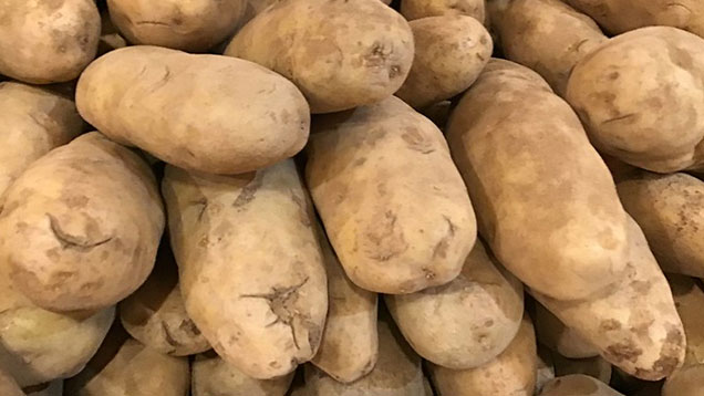 Potato Days in Clark, South Dakota